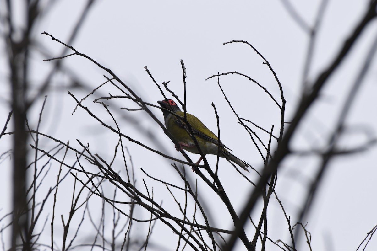 Australasian Figbird - ML618419124