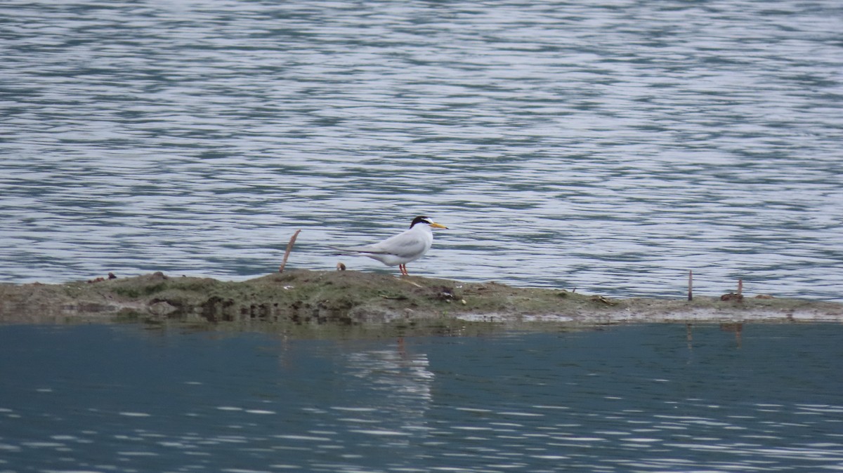 Little Tern - ML618419127