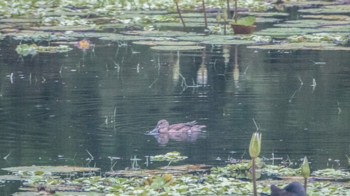 Blue-winged Teal - Laura Voight