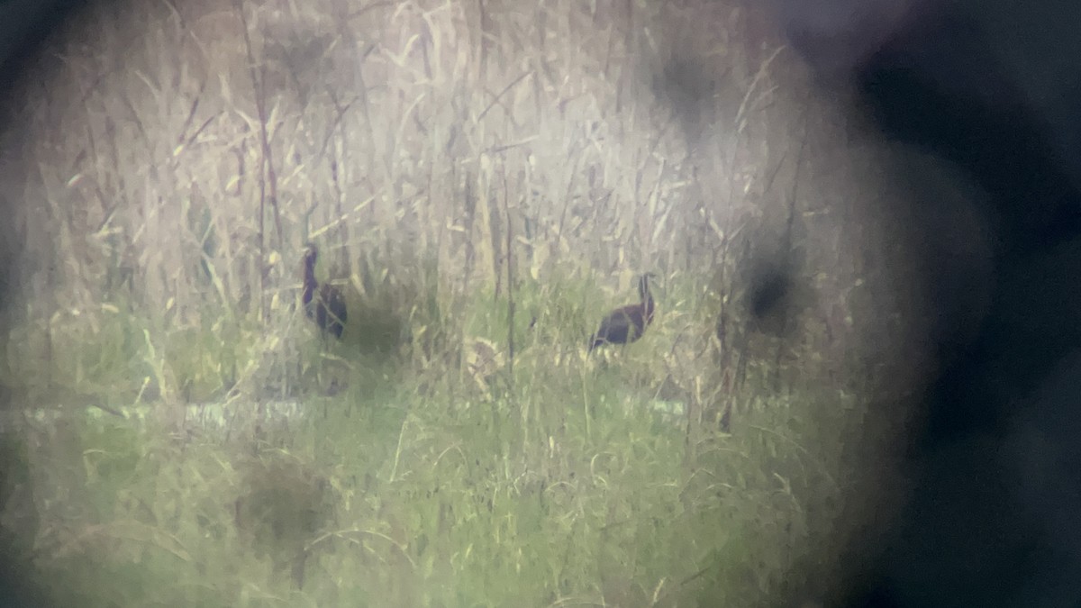 White-faced Ibis - ML618419172