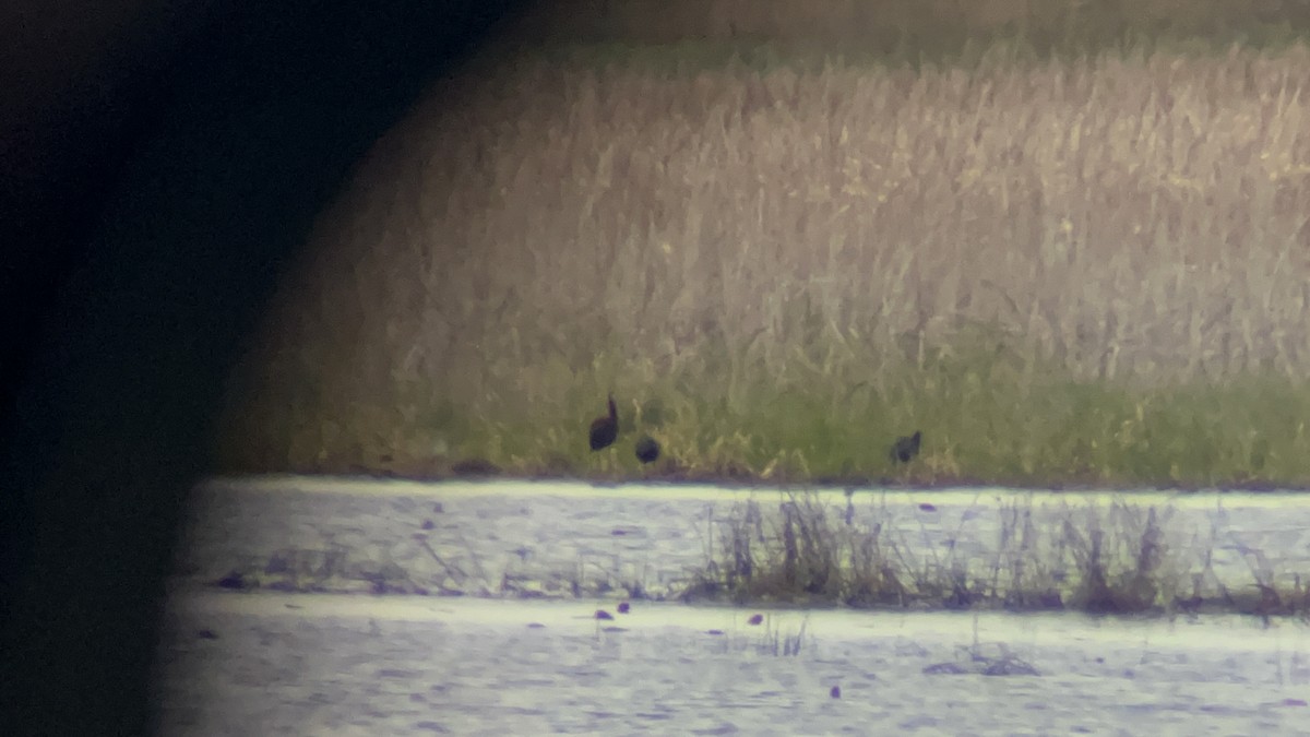 White-faced Ibis - ML618419173