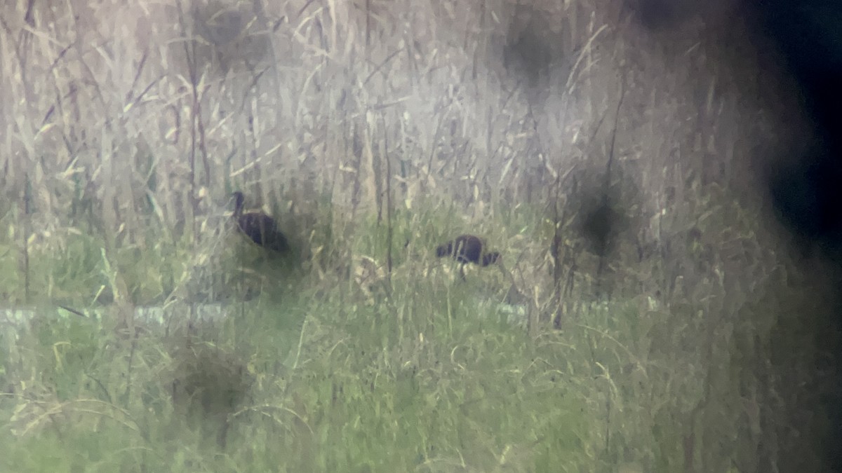 White-faced Ibis - ML618419174