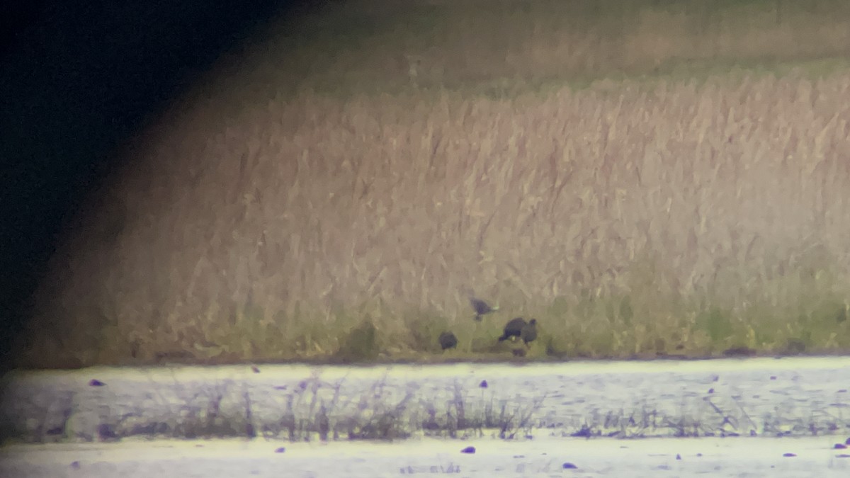 White-faced Ibis - ML618419175