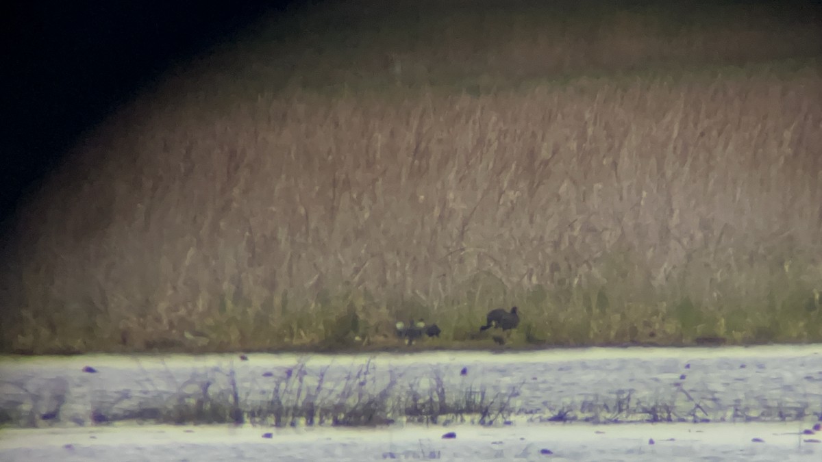 White-faced Ibis - ML618419176