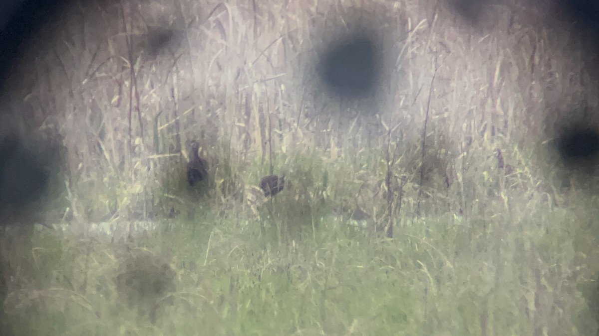 White-faced Ibis - ML618419177