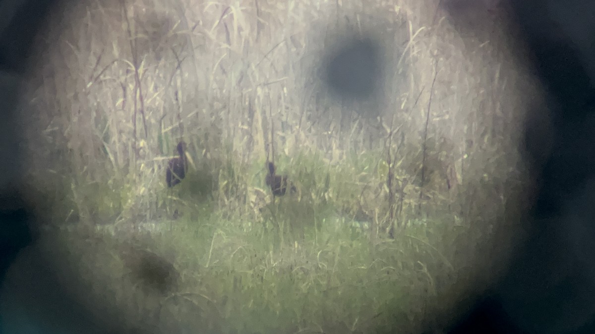 White-faced Ibis - ML618419178