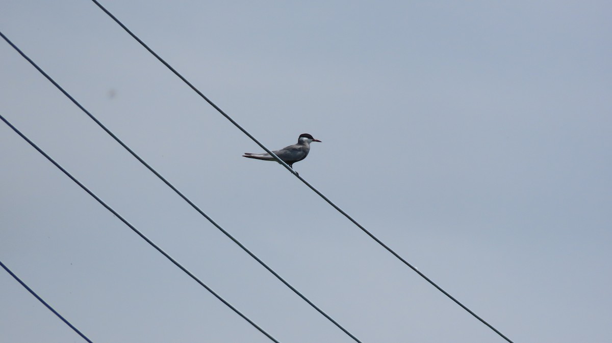 Whiskered Tern - ML618419181