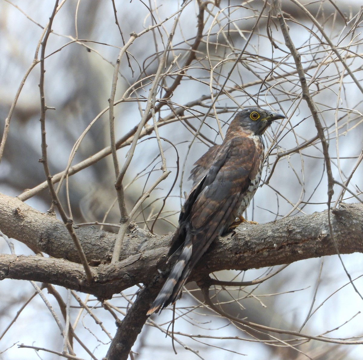 Common Hawk-Cuckoo - Uma Vaijnath