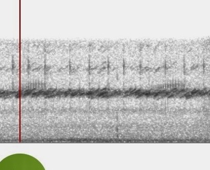 Yellow Rail - ML618419192