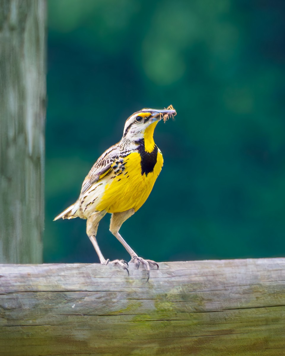 Eastern Meadowlark - Robert Stone