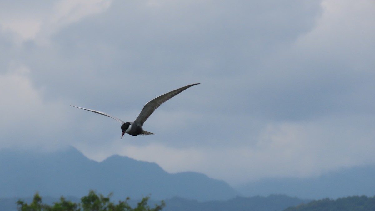 Whiskered Tern - ML618419243