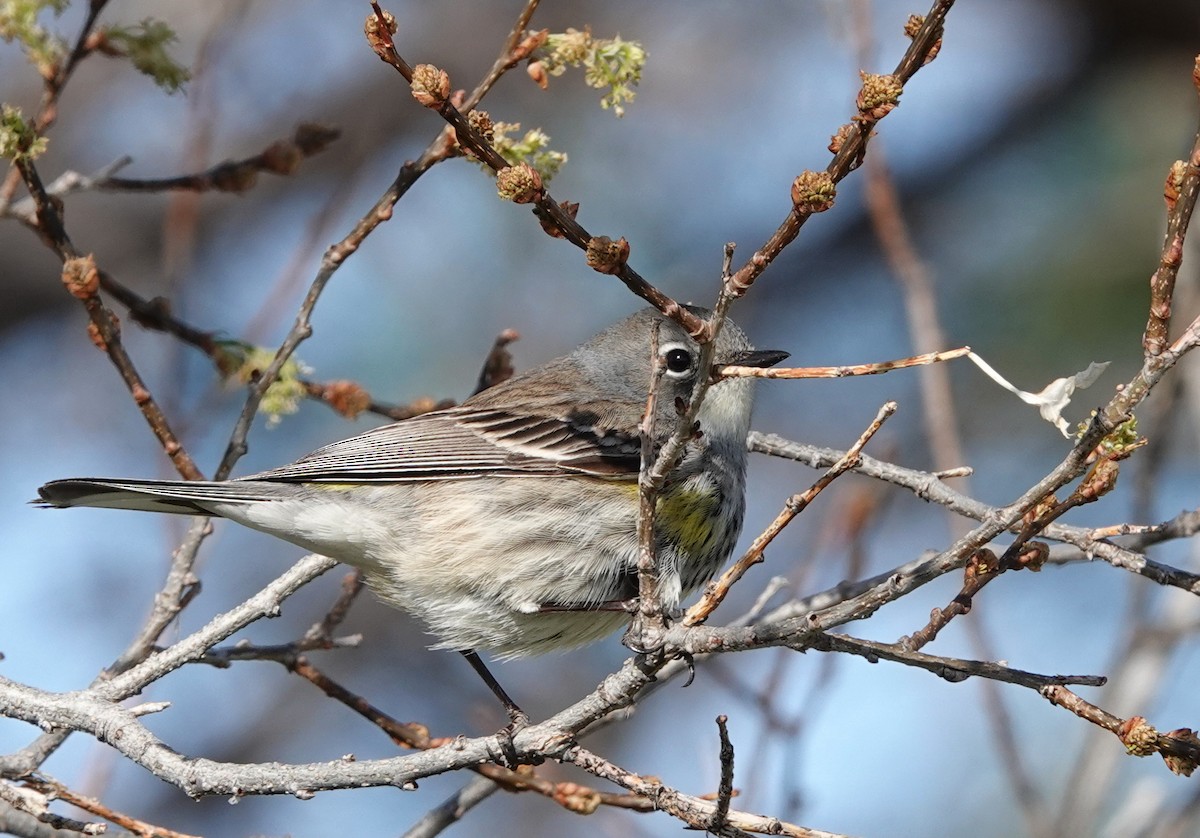 Yellow-rumped Warbler (Myrtle) - Doug Swartz