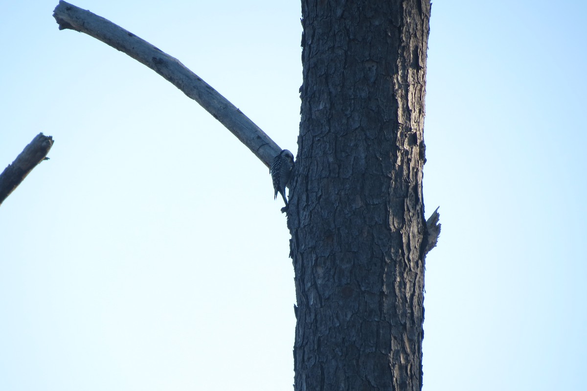 Red-cockaded Woodpecker - ML618419265