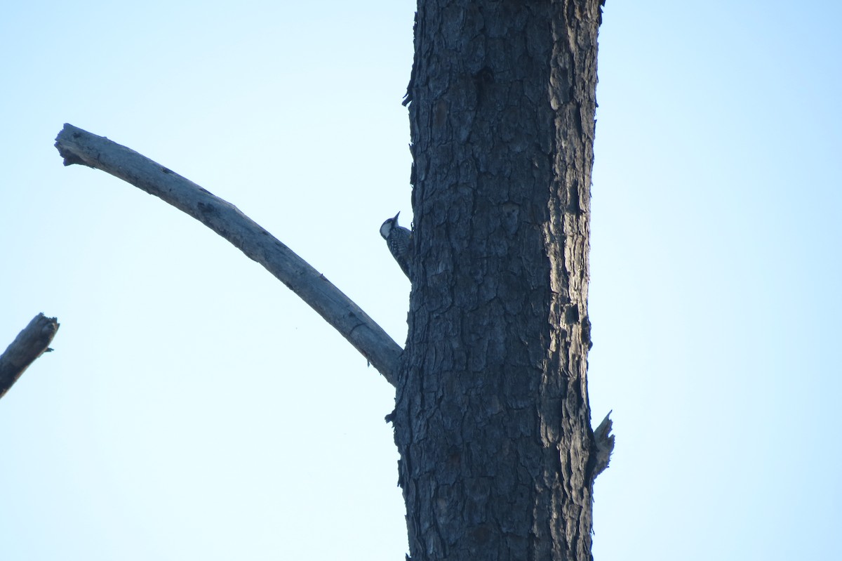 Red-cockaded Woodpecker - Sam Holcomb