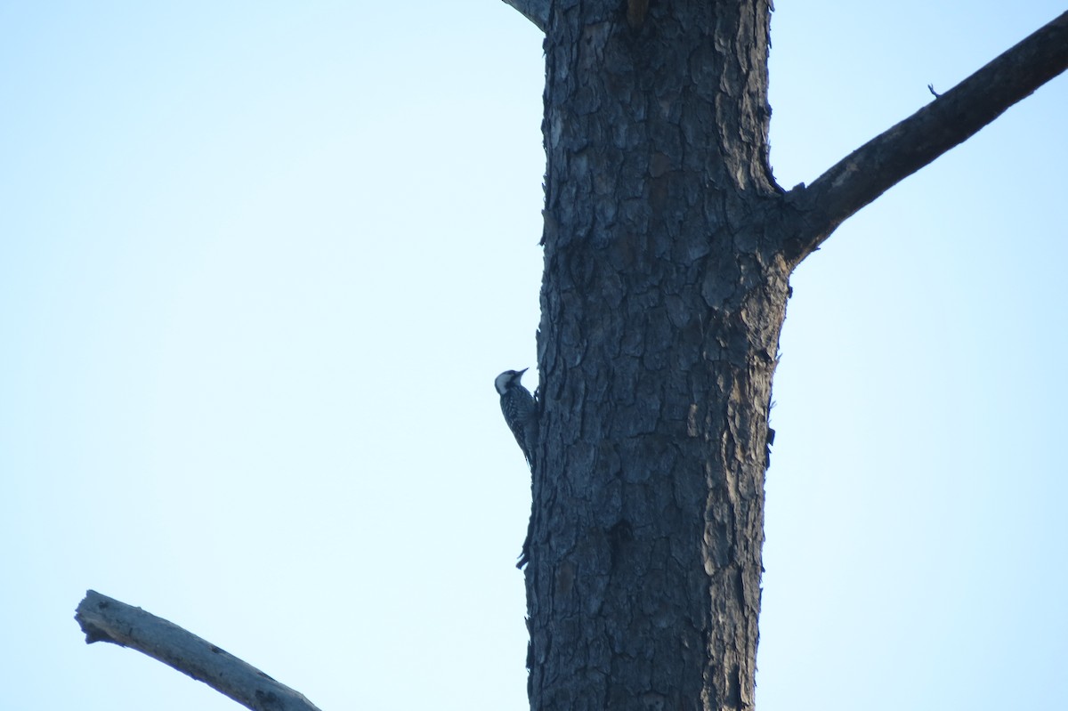 Red-cockaded Woodpecker - Sam Holcomb