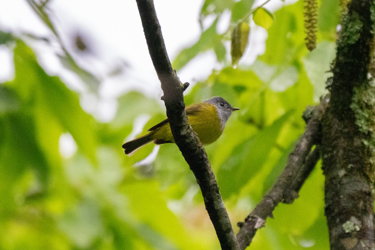 Gray-headed Canary-Flycatcher - Kaiyuan Li