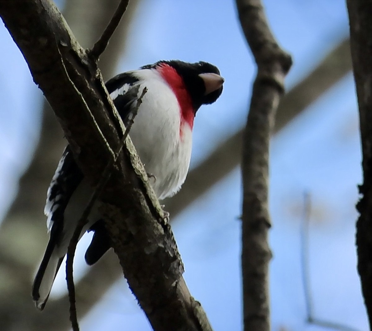 Rose-breasted Grosbeak - ML618419314