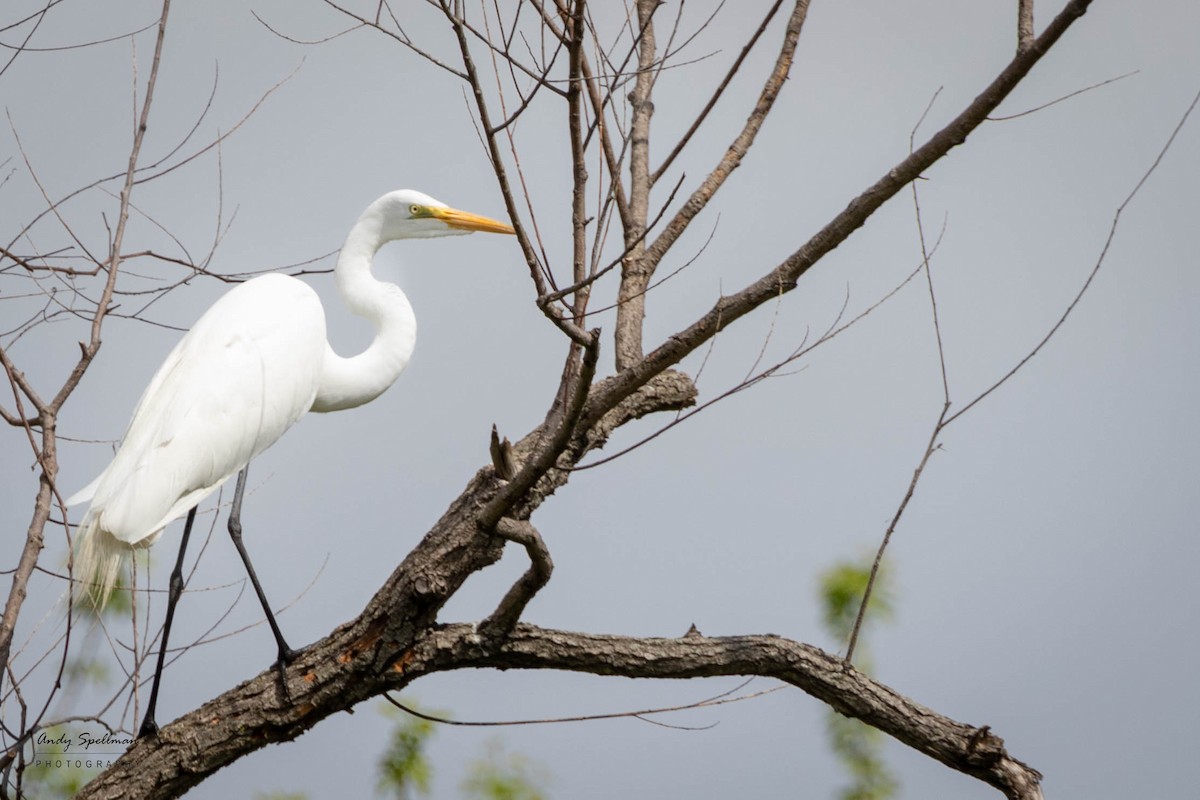 Great Egret - ML618419362