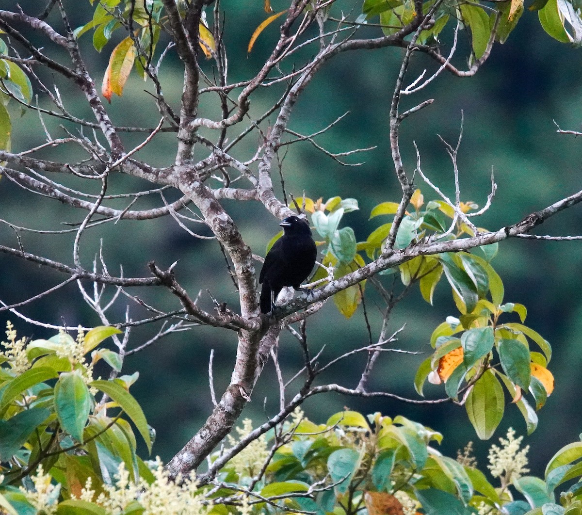 Melodious Blackbird - Brad R