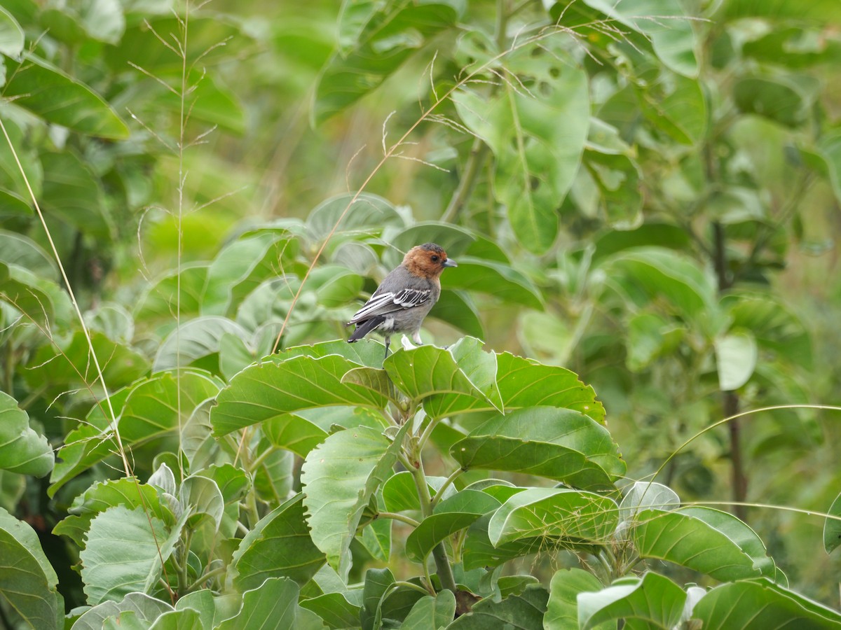 Red-throated Tit - ML618419445