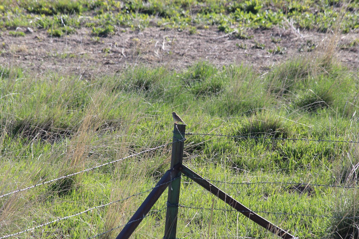 Vesper Sparrow - Grant Beverage