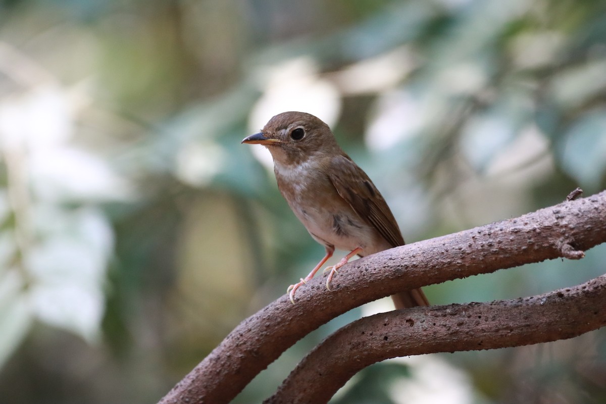 Brown-chested Jungle Flycatcher - ML618419478