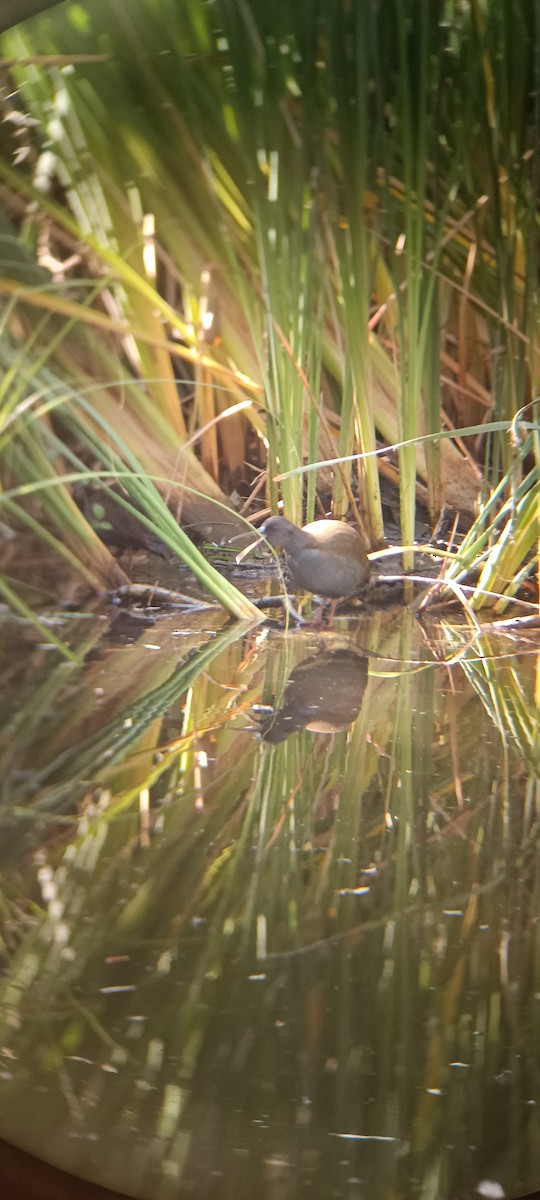 Plumbeous Rail - ML618419507