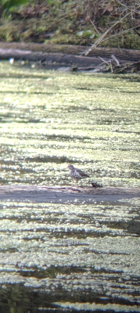 Spotted Sandpiper - ML618419509