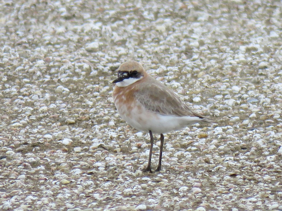 Greater Sand-Plover - ML618419525