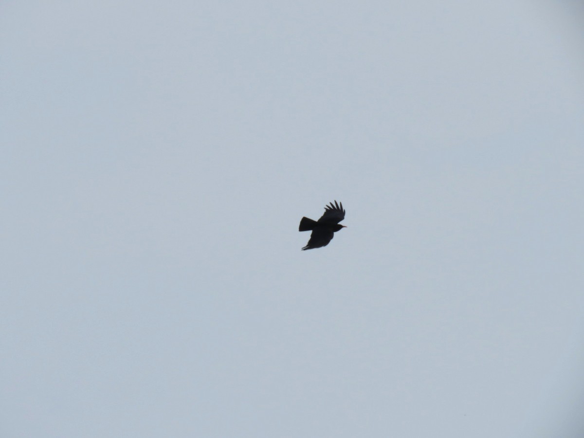 Red-billed Chough - ML618419577