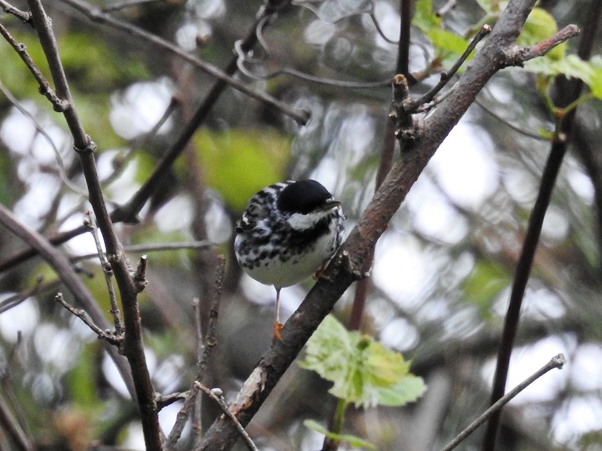 Blackpoll Warbler - ML618419605