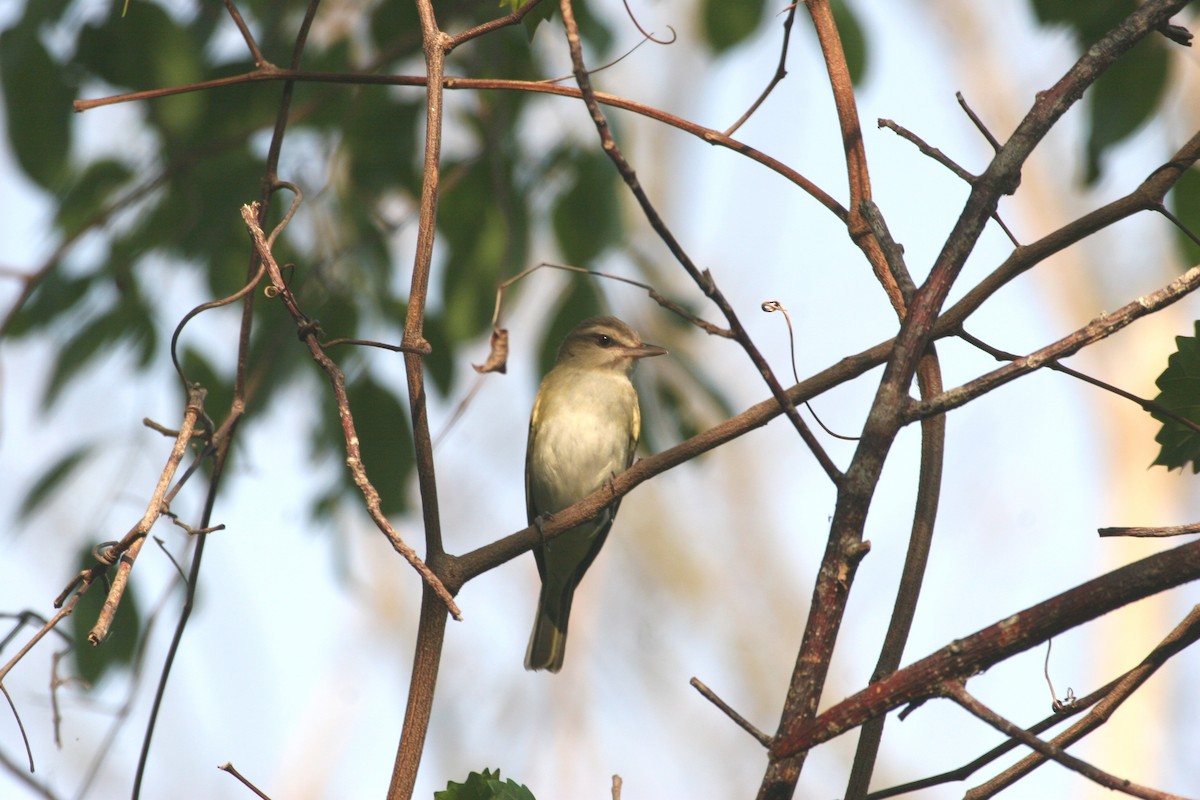 Black-whiskered Vireo - ML618419646