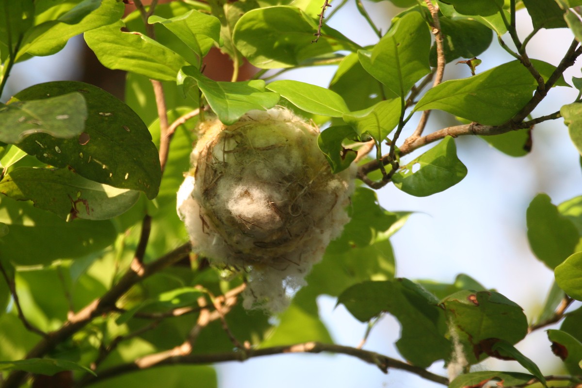 Black-whiskered Vireo - ML618419653