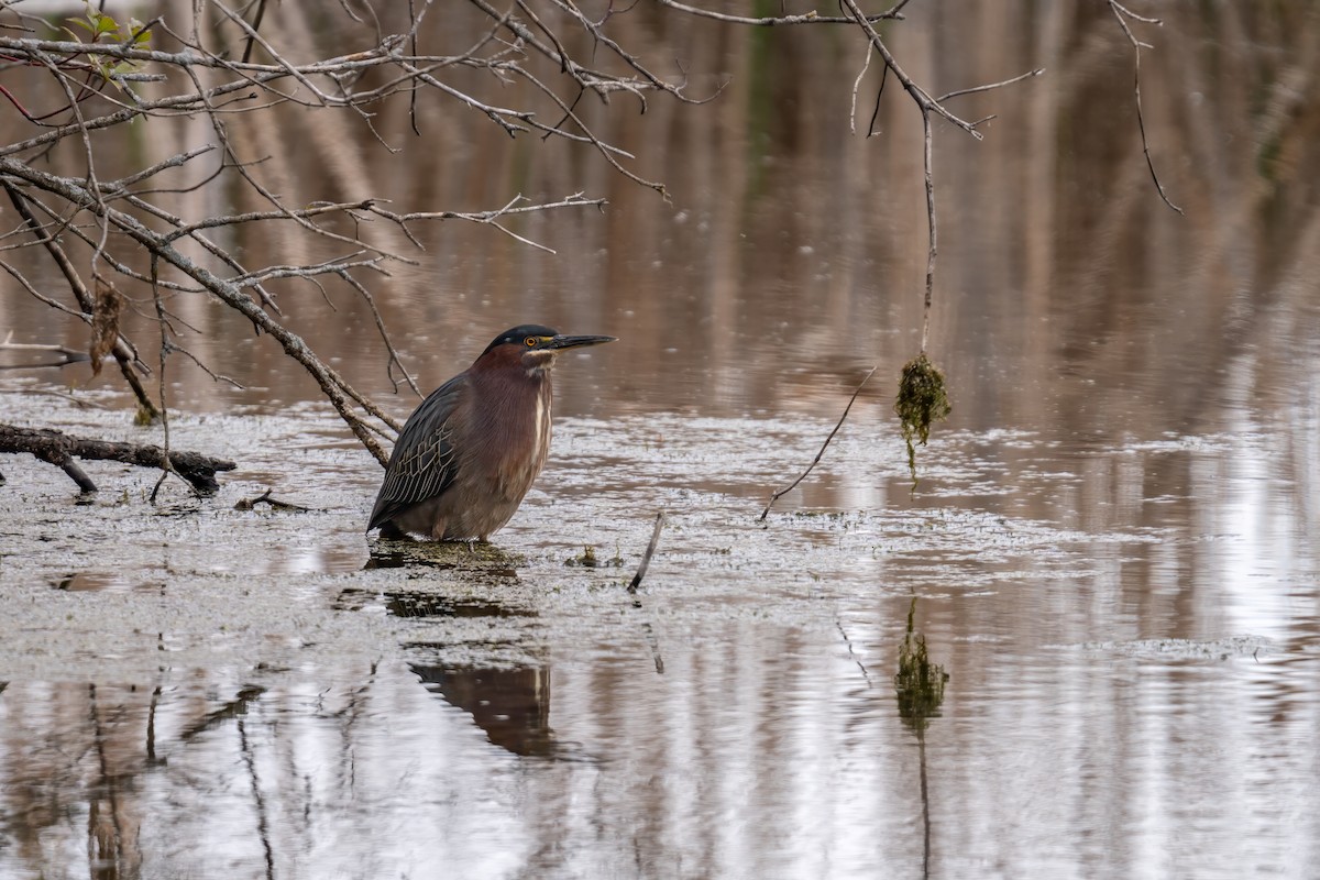 Green Heron - ML618419654