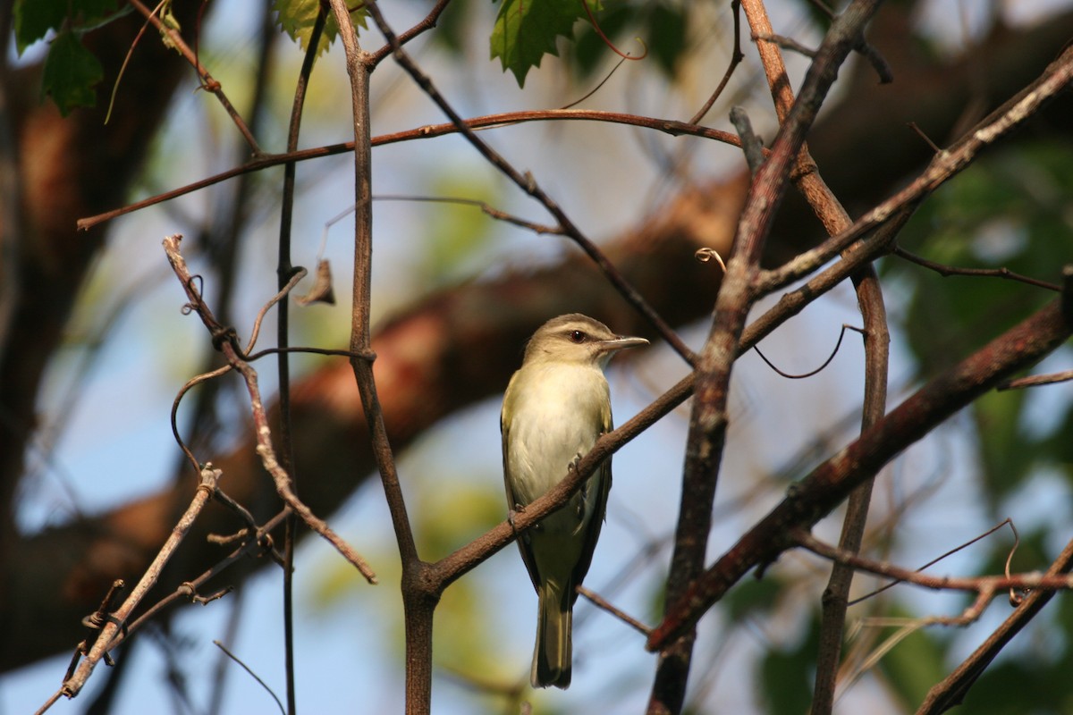 Black-whiskered Vireo - Clyde Blum