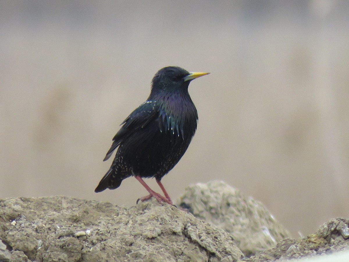 European Starling - ML618419662