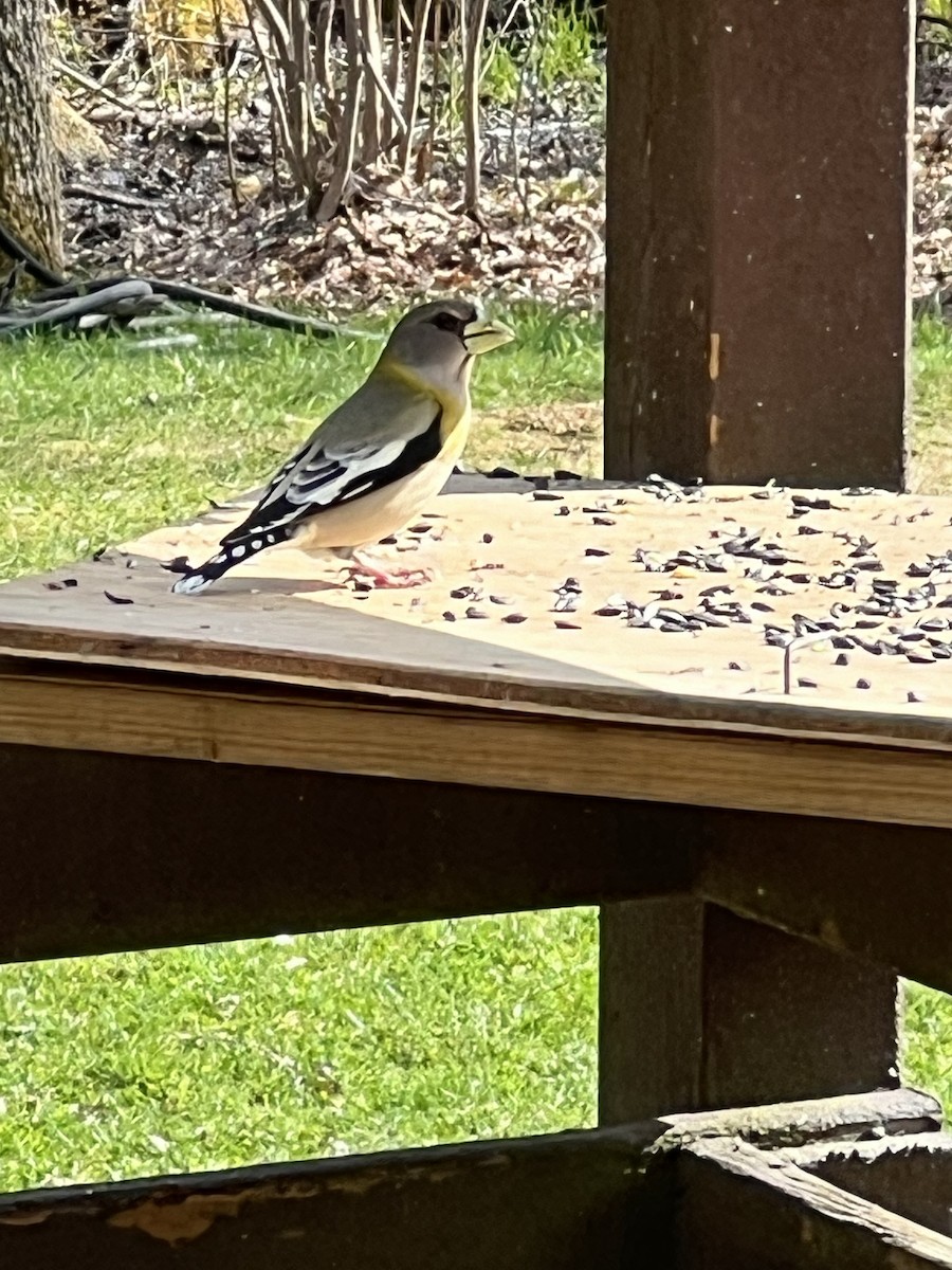 Evening Grosbeak - ML618419669