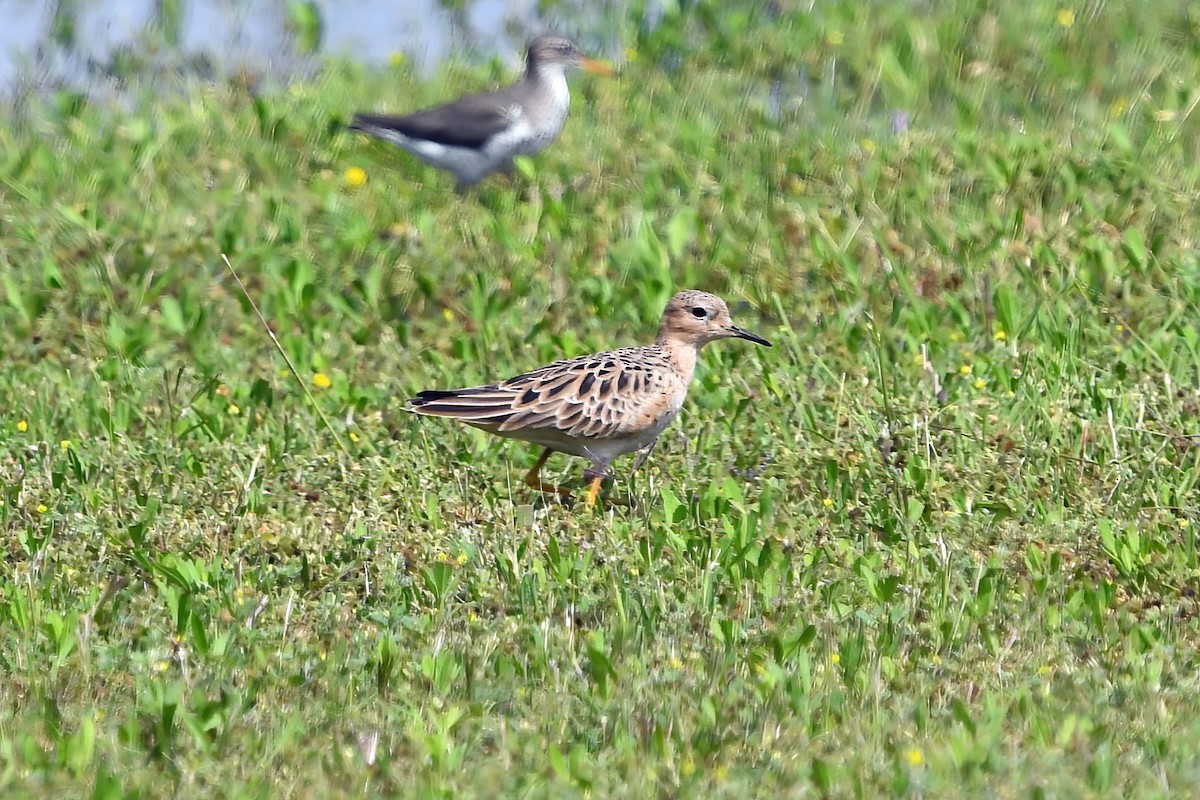 Buff-breasted Sandpiper - ML618419676