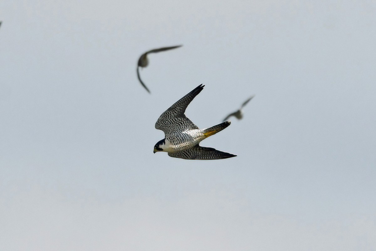 Peregrine Falcon - ML618419685