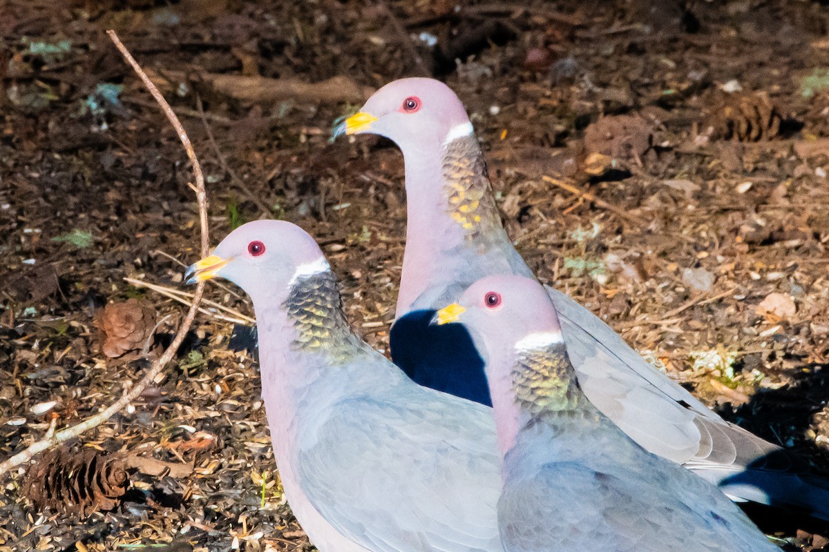 Полосатохвостый голубь - ML618419699