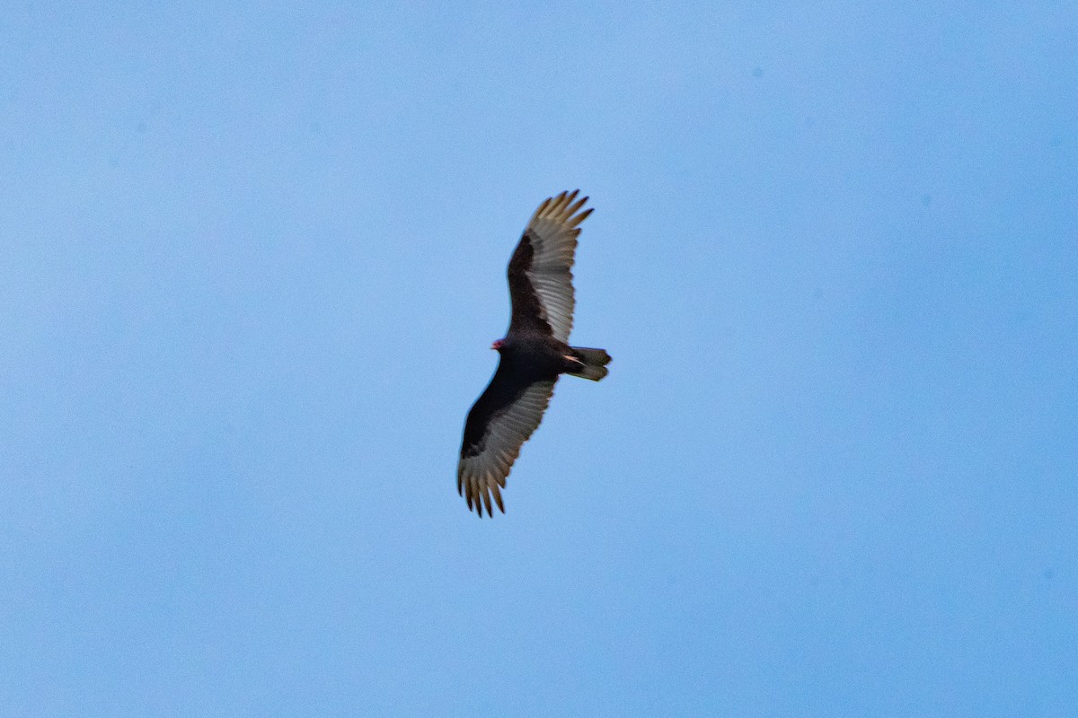 Turkey Vulture - ML618419707