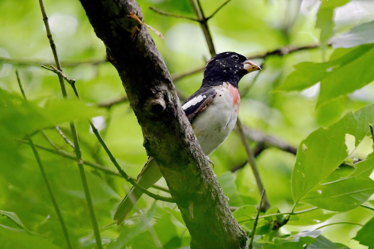 Rose-breasted Grosbeak - ML618419711