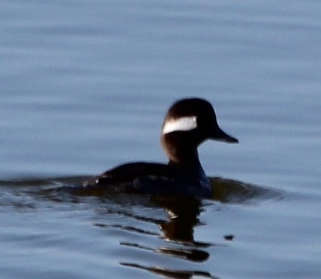 Bufflehead - ML618419747