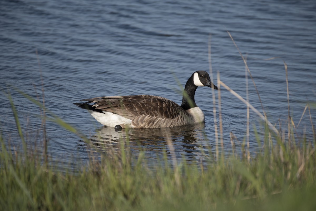 Canada Goose - ML618419758