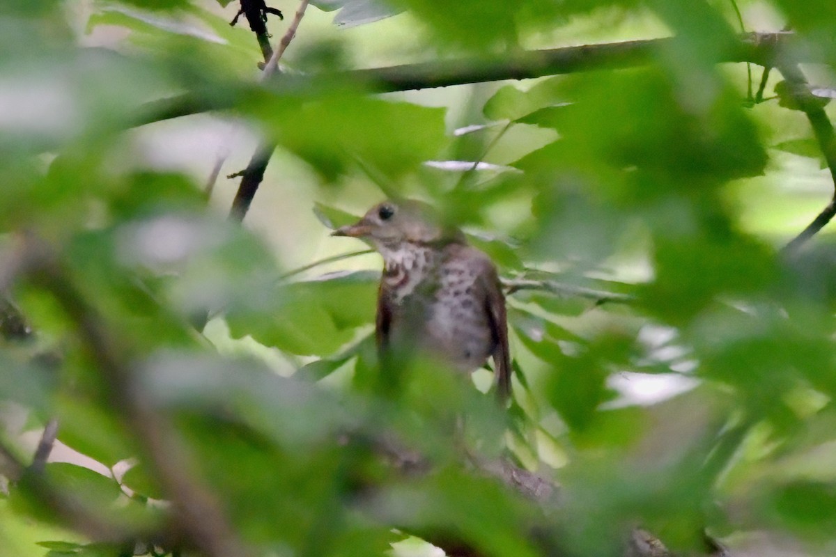 Gray-cheeked Thrush - ML618419770