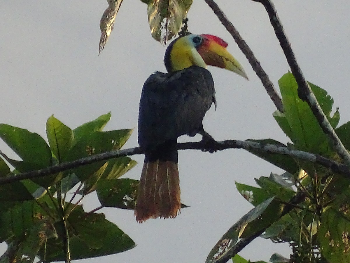 Wrinkled Hornbill - Lai Wah Liu