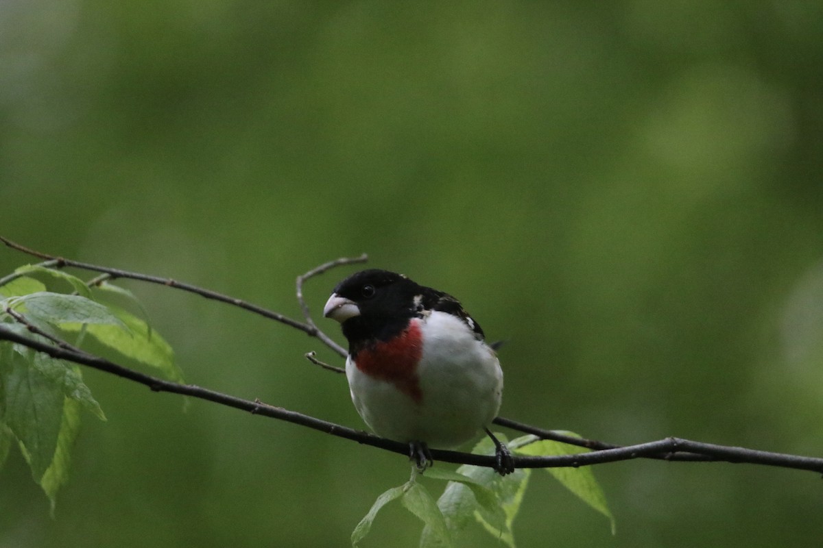 Rose-breasted Grosbeak - ML618419790