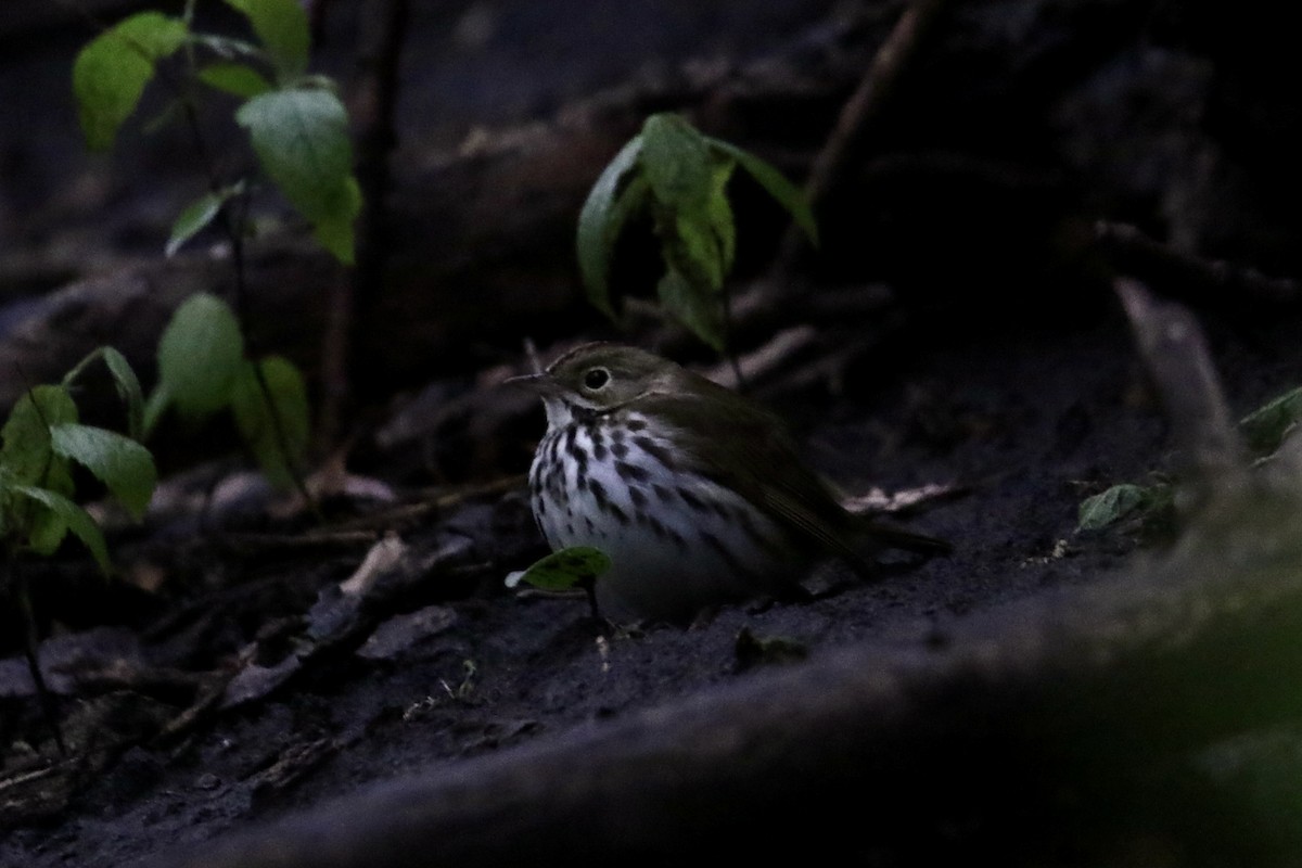 Ovenbird - ML618419791