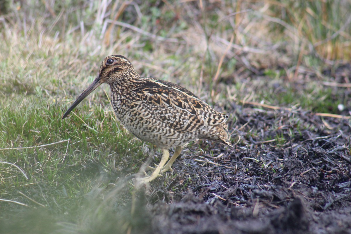 Fuegian Snipe - Fabiana Vivar