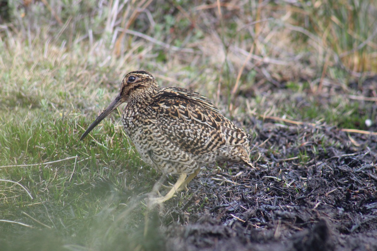 Fuegian Snipe - Fabiana Vivar